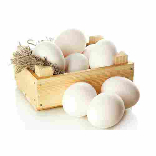 Proteins, Minerals And Vitamins Rich Fresh And Natural White Chicken Egg