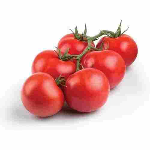 A Grade Fresh Tomato Red Colour With High Nutritious Values And Taste