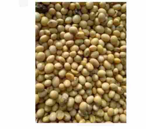1 Kg 100% Fresh And Premium Quality Soybean Seeds For Agriculture Use