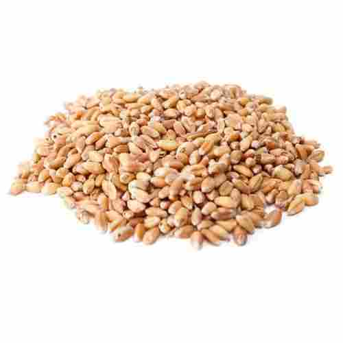 Sharbati Wheat Grain For Chapaties With 1-2 Year Shelf Life And 14% Moisture