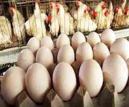 High Quality Protein Poultry Farm White Eggs Of Brown Chicken
