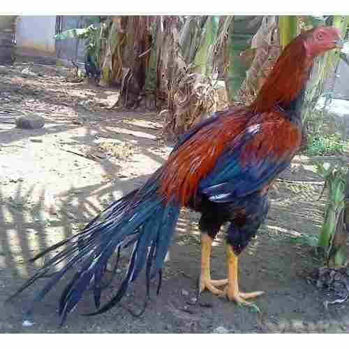 Dark Brown Color Healthy Live Aseel Country Chicken