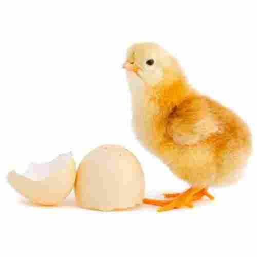 Healthy Broiler Poultry Farm Chicks