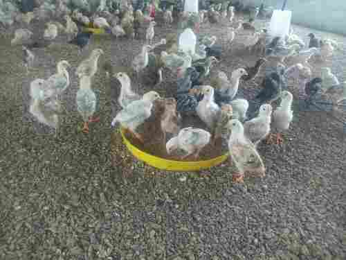 Multi Color And Healthy Live Poultry Farm Chicks