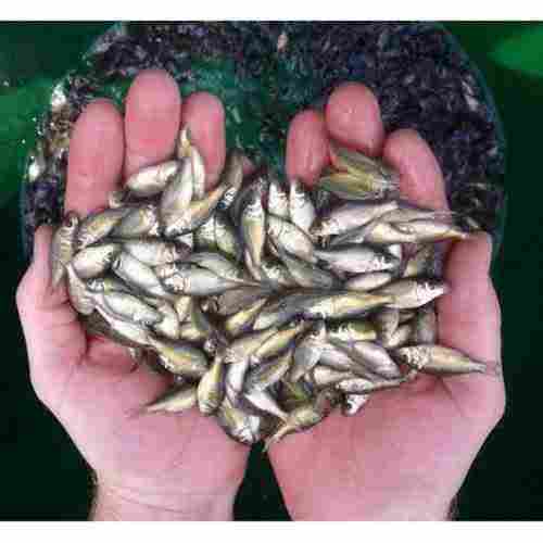 Fish Seed For Fish Farming, Size 2-3 Inch, High In Protein
