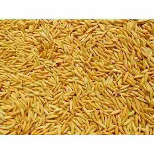 Pure And Refreshing Medium-Grain Yellow Organic Indian Basmati Paddy Rice