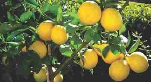 Easy Storage And Fast Growth Garden Fresh Breed Natural Lemon Green Plants