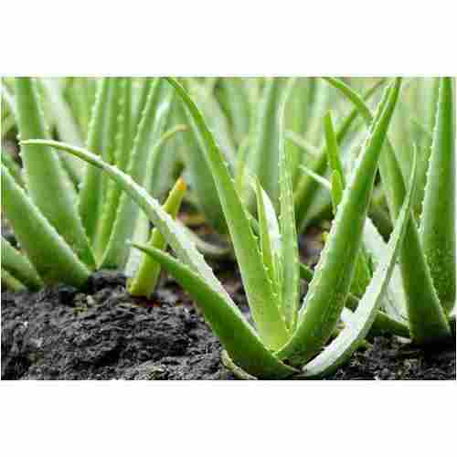 Easy To Grow And Long Term Freshness Green Color Natural Ayurvedic Aloe Vera Plant