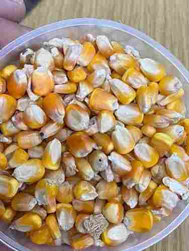 High In Protein Dry Maize For Cooking, Making Corn, Human Consumption