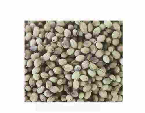 A Grade And Indian Origin 100 Gram Organic Coriander Whole Seeds For Cooking 