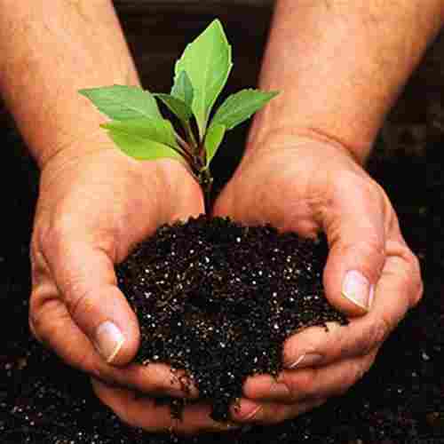 Natural And Organic Bio Fertilizers Used In Plant Based Ingredients