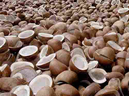  नारियल तेल और विभिन्न व्यंजन बनाने के लिए परिपक्व सूखा नारियल कोपरा 