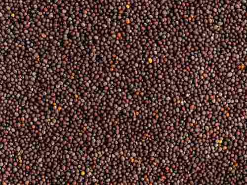 Natural And Pure Raw Round Black Mustard Seeds For Cooking Uses