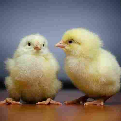 Healthy And Friendly Broiler Poultry Farm Chicks