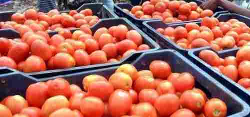 100% Organic And Farm Fresh Desi Tomato Use In Sandwich, Vegetables