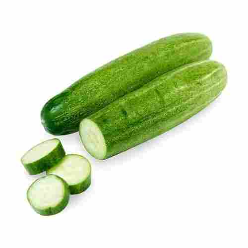 A Grade 100% Pure Nutrients Rich Natural Farm Fresh And Healthy Cucumber
