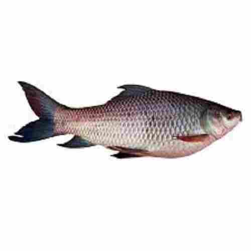 Brown And Black Fresh Seafood Frozen Rohu Fish For Restaurant And Household