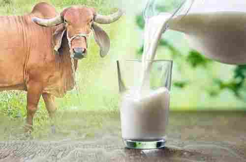 Fresh Gir Cow Based Milk With 2 Days Shelf Life And 100% Pure, Rich In Calcium