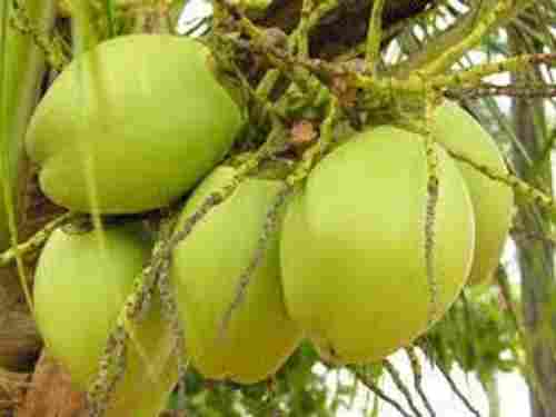 Natural Fresh Green Tender Coconut For Water With Sweet Taste, Rich In Health Benefits