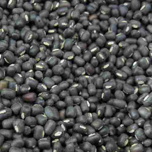 Black Semi Round Natural And Raw Organic Dry Gram With High Nutritious Value