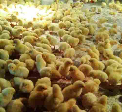 Dark Yellow Nutrition Enriched 100% Healthy Poultry Farm Chicks, 125 Kilogram
