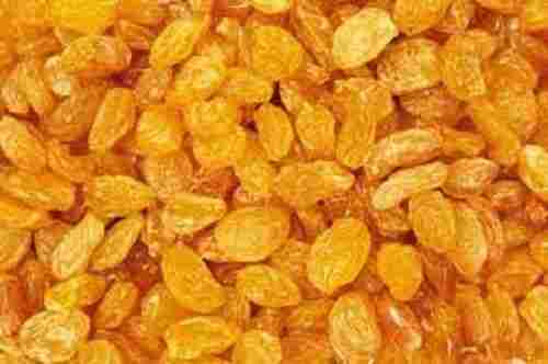 Fresh No Artificial Colors And Chemicals Free Golden Dried Raisins