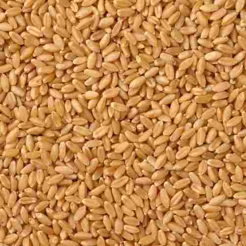 Easy To Digest Free From Impurities Rich And Nutrients Organic Lokwan Fresh Wheat