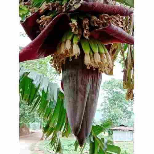 Maturity Fresh Banana Flower For Birthday, Party, Home, Hotel, Decoration