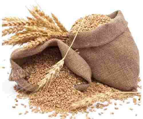 Organic Wheat, High In Protein, Pack Type Hdpe Bag Vacuum And Non Vacuum Pack Both Available