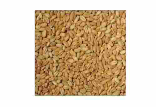Easy To Digest High In Energy Protein And Fiber Brown Wheat Grain Cattle Feed