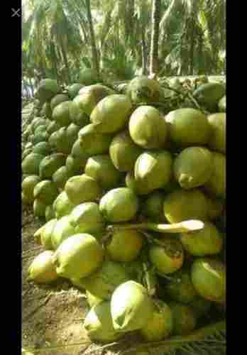 100% Fresh A-Grade Solid Green Healthy And Natural Medium Size Tender Coconut