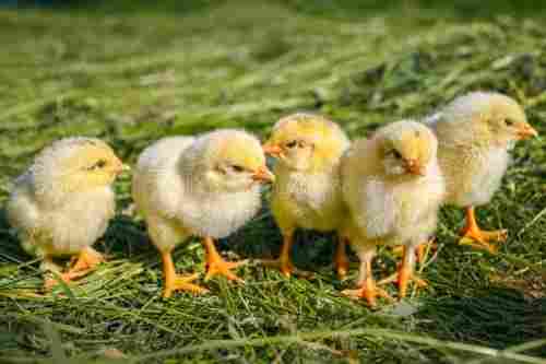 Small Size Healthy Brownish White Colour Hybrid Live Broiler Chicks