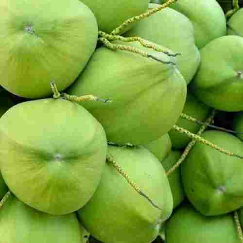Graded, Sorted and Premium Quality Green Colour Young Fresh Coconut 