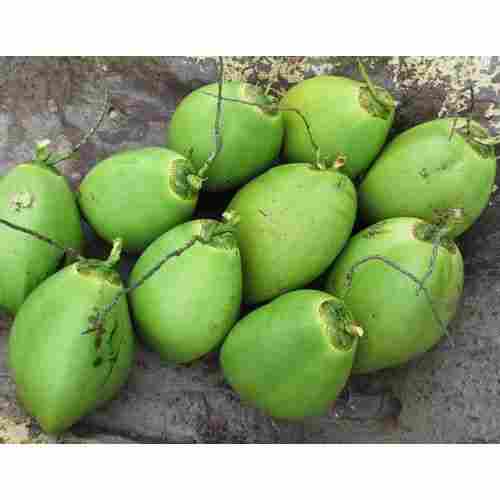 Organic, Fresh, Natural Green Colour Young Coconut Medium Size with Multiple Health Benefits