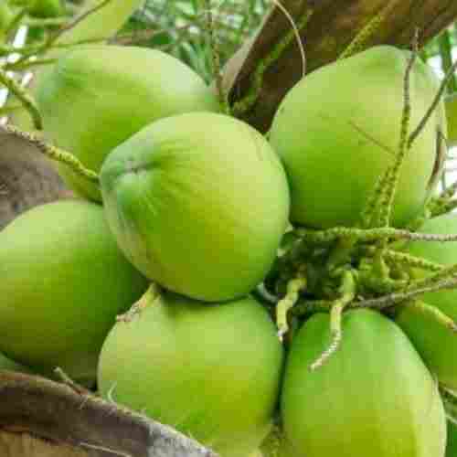 Whole Organic Green Coconut(Free From Impurities And Freshness)