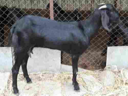 Black Color Country Live Goats For Farming
