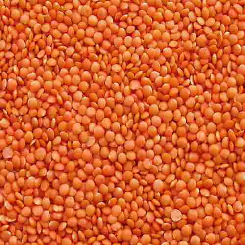 100 Percent Pure Highly Nutrient Enriched Fresh And Organic Orange Masoor Dal