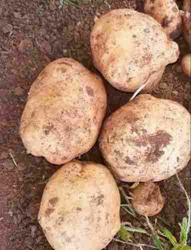 A Grade Fresh And Organic Haryana Brown Potato
