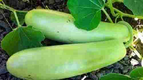 100 Percent Natural Pure And Organic Green Color Bottle Gourd With Chemical Free