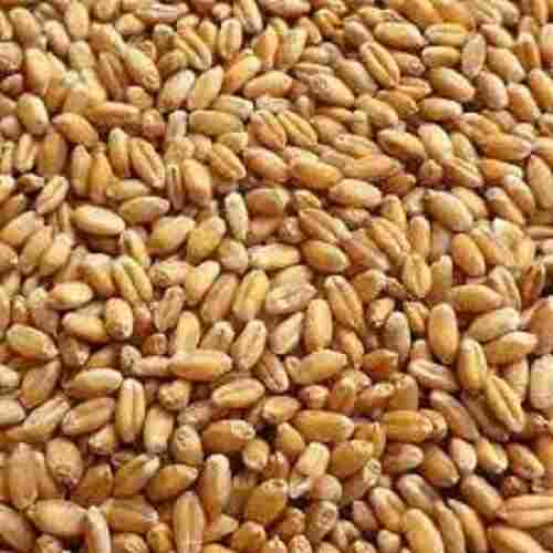 A Grade Pure And Natural, Organic Brown Colour Wheat Grain, With Full Proteins