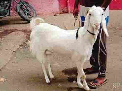 Nutrition Enriched 100% Healthy White Live Goat, 5-7 Years And 10 Kg Weight