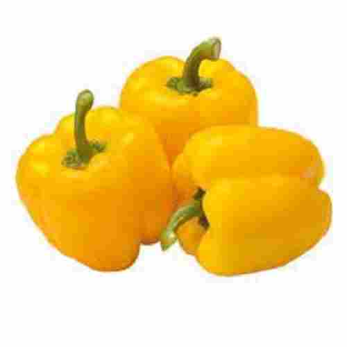 Yellow Color Vitamins, Nutrients Enriched Organic Farm Fresh Healthy Capsicum