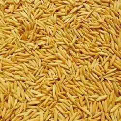 100% Pure Natural Rice Paddy Seed For Sowing, Farming And Agriculture