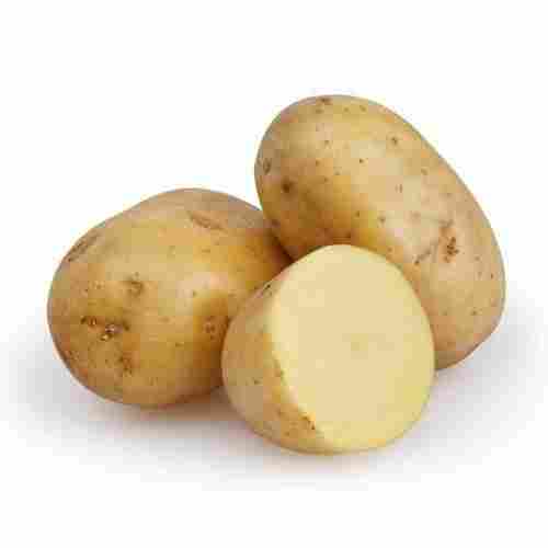 Nutrition Rich Delicious Taste Healthy Nutrients Rich A Grade And Fresh Potato