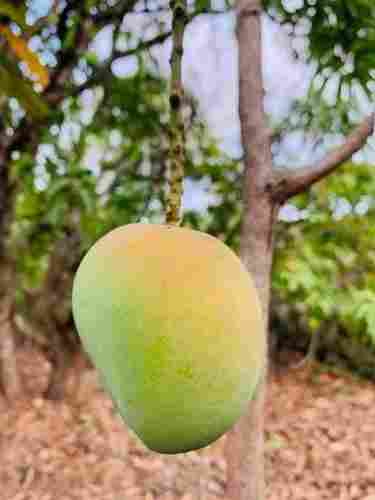 100% Organic And Farm Fresh Green Mango Fruit With Delicious Sweet Taste