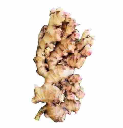 A Grade 100% Pure And Farm Fresh Raw Ginger For Cooking And Tea