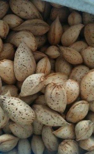 100 Percent Pure Premium High Quality Kola Nuts Pack Of 1 Kg Proper Food And Nutrition