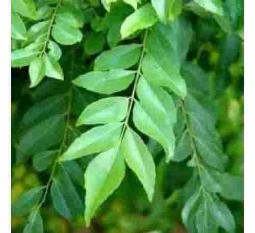 Accurate Flavor, Rich in Aroma, B Grade Natural Curry Leaves, Enhance the Taste of any Dish