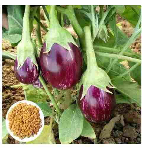Export Quality Hybrid Deep Purple Color Brinjal Seeds For Agricultural Farming