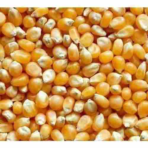 Yellow Color Nature Corn Seeds For Pop Corn Kernels With High Nutritious Values